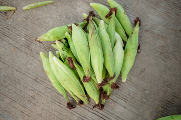 Fully grow raw corn ready for sale.