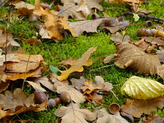 Acorn and oak leaves in autumn