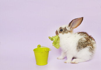 сute baby rabbit eats lettuce leaves on green background, easter symbol