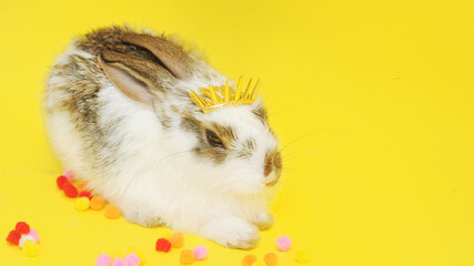 white cute baby rabbit with crown on yellow background, easter symbol 