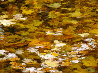 autumn leaves on the water