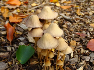 mushrooms in the forest
