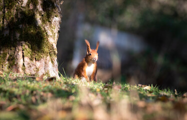 Sweet portrait with beautiful fluffy red squirrel sitting like a rabbit on grass near a tree in a wonderful autumn atmosphere with lively play of light and shadow