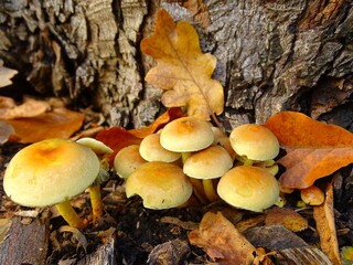 mushrooms in the forest