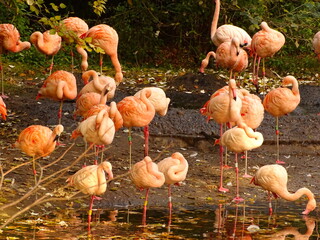 group of flamingos in the zoo