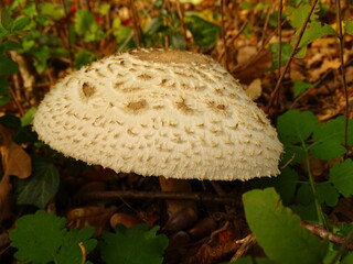 mushroom in the forest