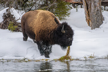 American Bison on the Firehole river in Yellowstone National Park. Winter scene.