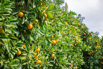 Tangerine trees in the Athens National Garden in the city centre.