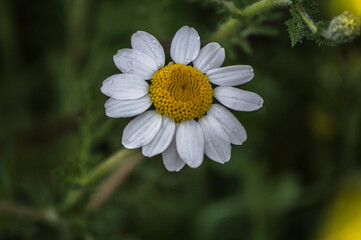 flores, plantas, naturaleza, macro, 