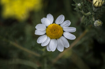 flores, plantas, naturaleza, macro, 