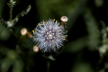 flores, plantas, naturaleza, macro, 