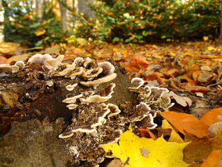 Plate shape mushrooms