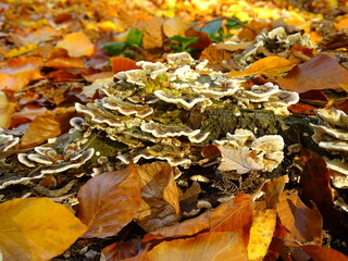 Plate shape mushrooms