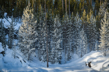 Winter Scenery in Yellowstone National Park.