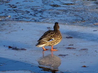 Brown duck  walking on the frozen water