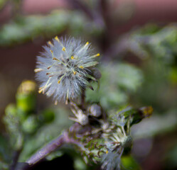 flores, plantas, naturaleza, macro, 