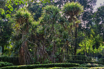 Obraz premium Palmen in einem Park in Kuala Lumpur, Malaysia