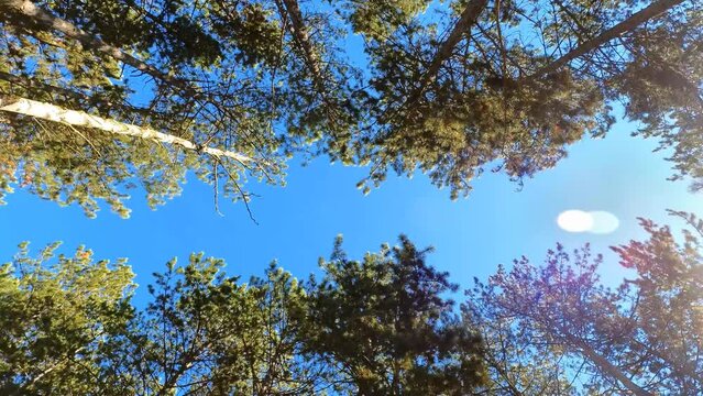 trees and blue sky