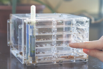 An ant farm with a colony of ants in a transparent container for studying and observing the life of ants