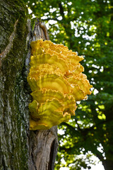 A large yellow fungus on an oak trunk