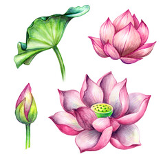 watercolor botanical illustration, pink yellow lotos flowers, oriental garden nature, water lillies, green leaf, chinoiserie design elements, tropical floral clip art isolated on white background