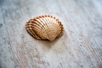 Close-up of yellow-orange seashell