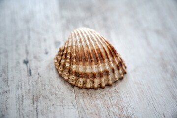 Close-up of yellow-orange seashell