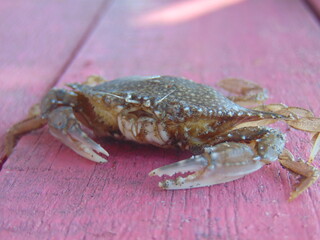 close up of a crab