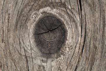 Obraz premium Struktura drzewa iglastego