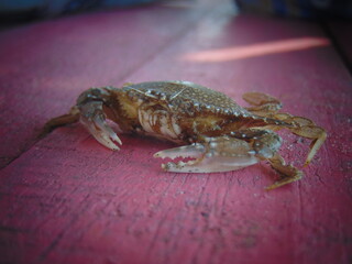 crab on the beach