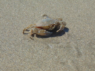 crab on the sand