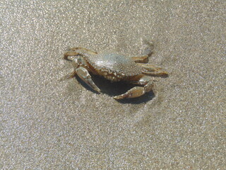 crab on the beach