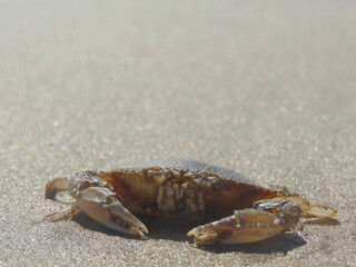 crab on the beach
