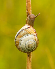 Wstężyk ogrodowy (Cepaea hortensis) – ślimak należący do rodziny ślimakowatych. Występuje w Ameryce Północnej i w Europie, w tym na obszarze całej Polski.  © Mariusz