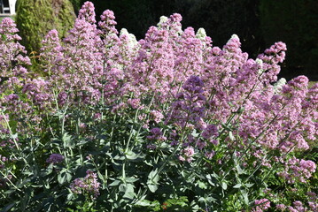 Valériane rose en été au jardin