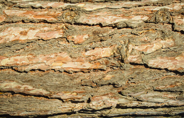 Obraz premium The bark of an old pine.