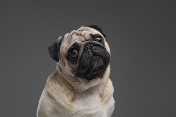 Domestic purebred pug doggy posing against gray background