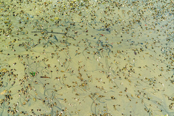 Many seashells forming a nice background on a sandy beach