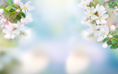Naklejka na ściany i meble Blossoming fruit tree branch background. Copy space. Spring background