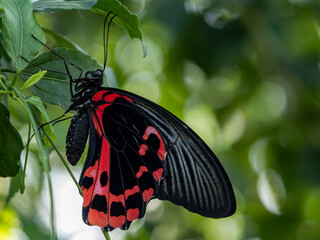 scarlet mormon swallowtail on leaf