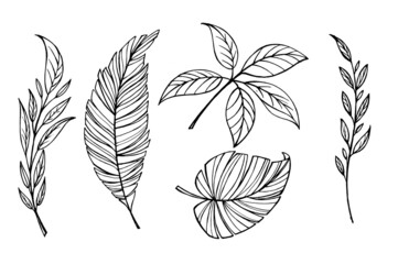 Set of tropical leaves on a white background. Hand drawn botanical art. Ink line drawn tropical leaf. vector contour of plants.
