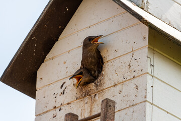 Zwei junge Starenvögel schauen aus dem Starenhaus heraus