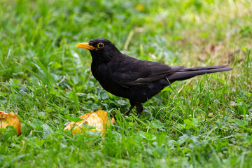 Obraz premium Amsel im Gras