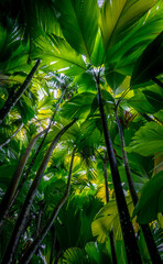 Palm tree leaves forming beautiful green shades