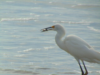 snowy egret on the beach