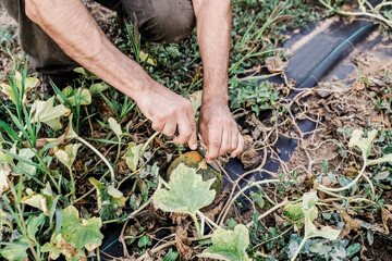 Fototapeta premium Farmer man picking up melon fruit working at green organic farm - Horticulture concept - Focus on right hand