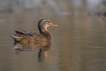 ente, bird, wasser, natur, tier, stockente, see, wild lebende tiere, teich,