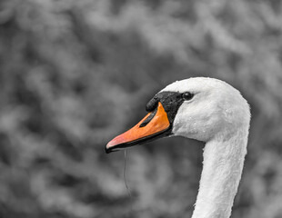 Obraz premium Portrecik Łabędzia Niemego