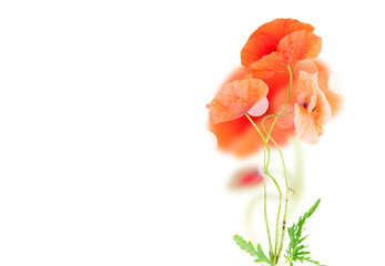 red poppy flowers