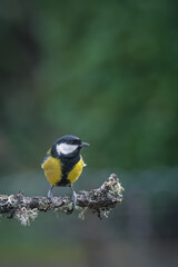 Great tit perched on a branch in the garden